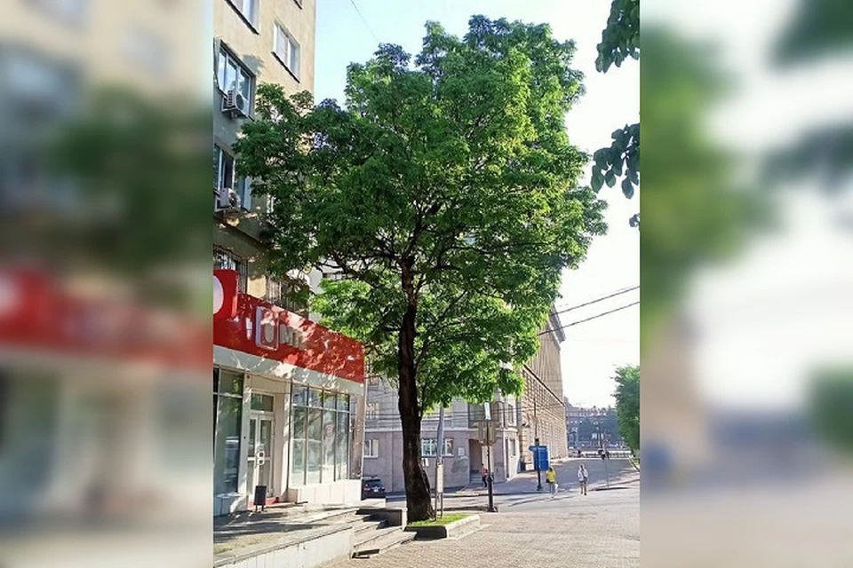 Хабаровский ясень Арсеньева не добрал 2800 голосов до победного места в конкурсе