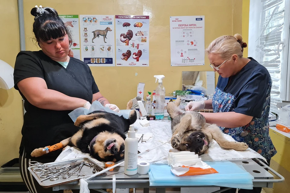 Стать ветеринаром Дарья Клековкина (слева на фото) решила в пять лет. Фото предоставлено Дарьей Клековкиной