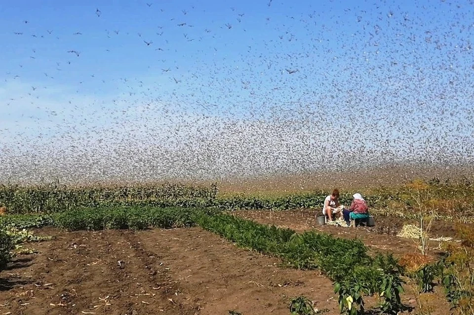 Фермеры Кубани жалуются на стаи из саранчи. Фото: Екатерина Литвиненко