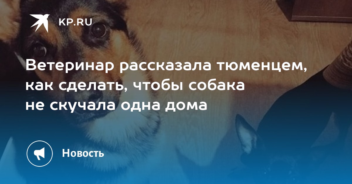 Ветеринар рассказала тюменцем, как сделать, чтобы собака не скучала одна  дома - KP.RU