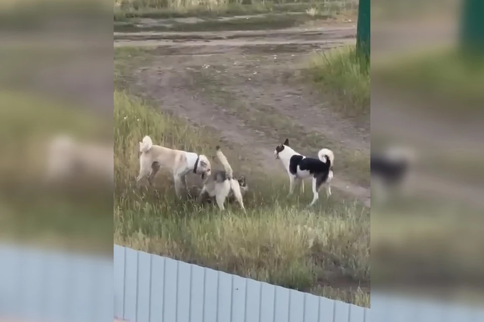 Агрессивные псы нападают на других собак и детей. Фото: скриншот видео