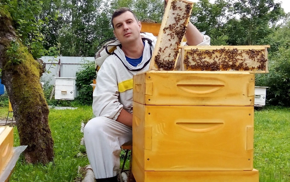 Пчёлы в колодах и бортях