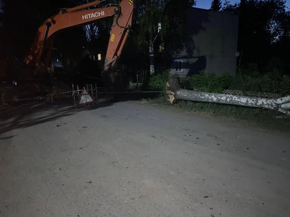 То самое дерево, которое едва не убило чиновника. Фото: Симбирский шугожор