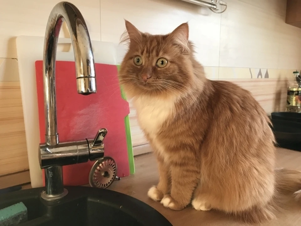 Подрядчику предстоит найти решение по устранению плохого запаха воды.