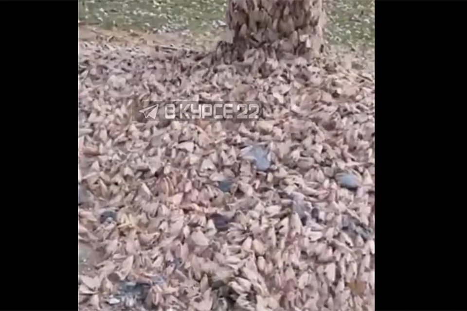 Фестиваль нашествие 2018. Нашествие белконоидов. Белканоид черепашки ниндзя легенды. Нашествие белконоидов. Нашествие мух нижний новгород.