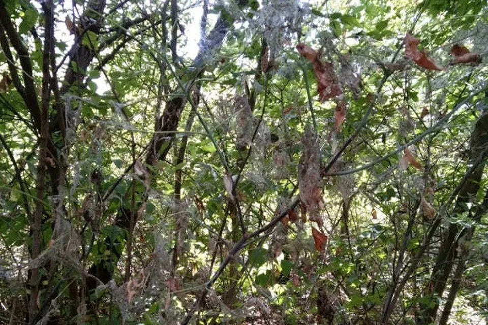 Деревья на Зеленом острове окутала паутина. Фото: Роман Романчук.