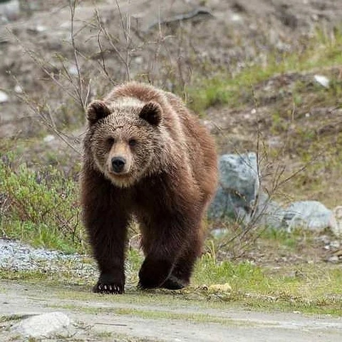 Назвали населенные пункты Ярославской области, в которых можно встретить медведей