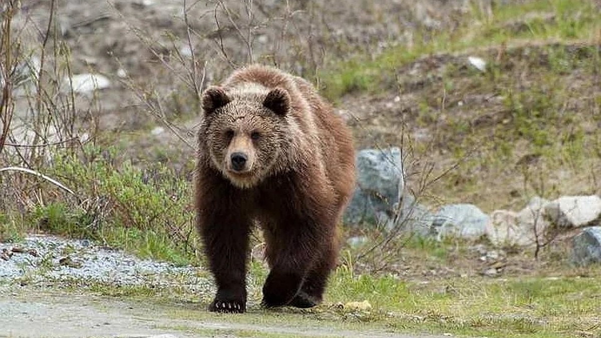 Медведи в Беларуси, 2023: где заметили, почему выходят к людям, опасность,  что говорят ученые, что говорят охотники, отстрел - KP.RU