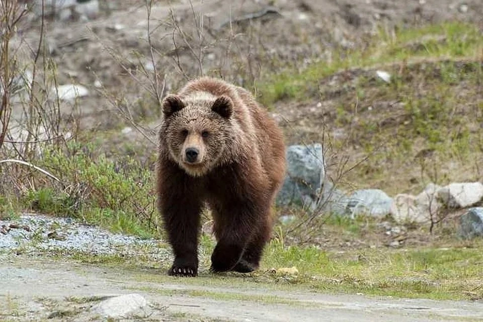 Медведи все чаще выходят к людям в Беларуси. Фото носит иллюстративный характер. Фото: Артур Федоров / murmansk.kp.ru