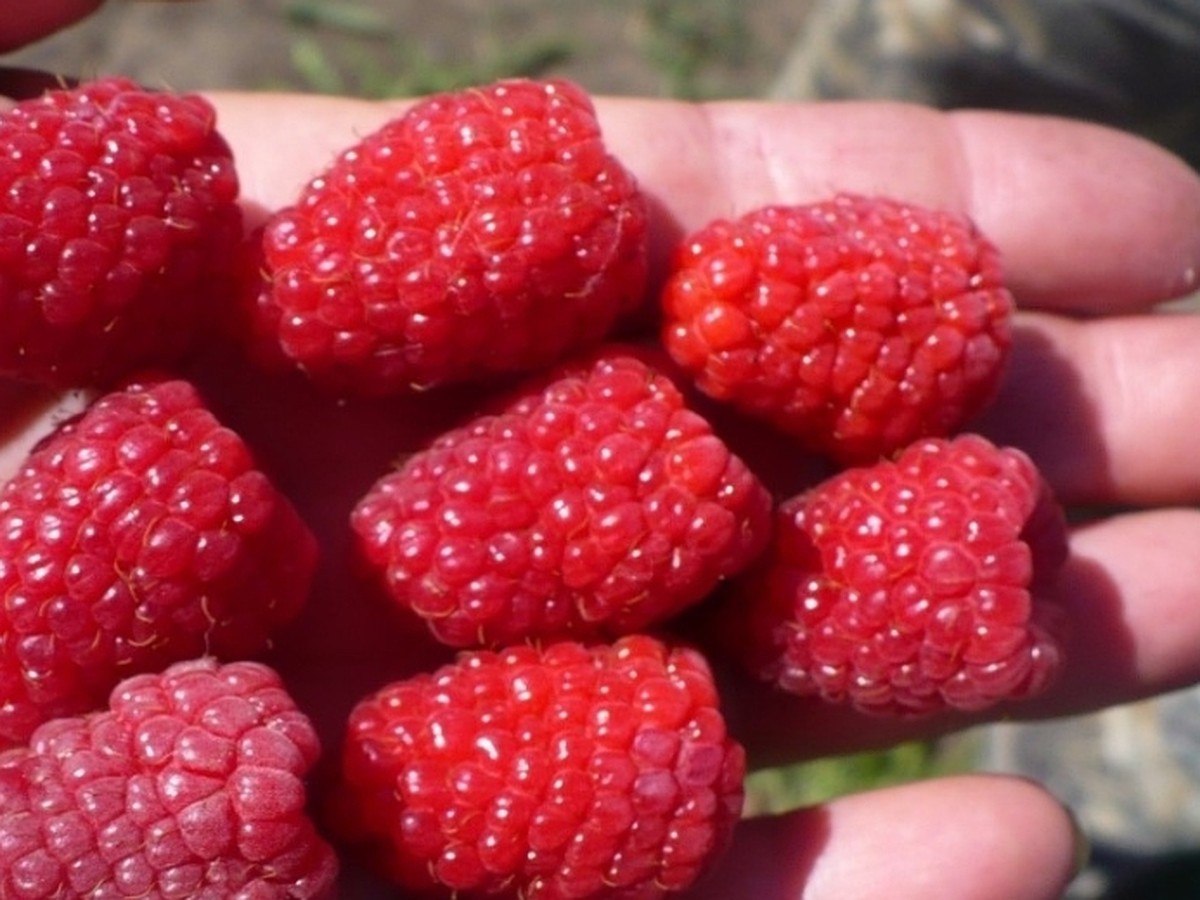 Находка для садоводов – семена и рассада вкуснейших ягод и фруктов - KP.RU