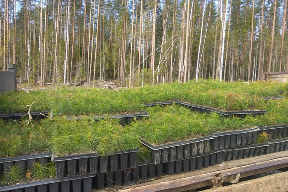 Саженцы выращены из семян в питомниках Тверской области