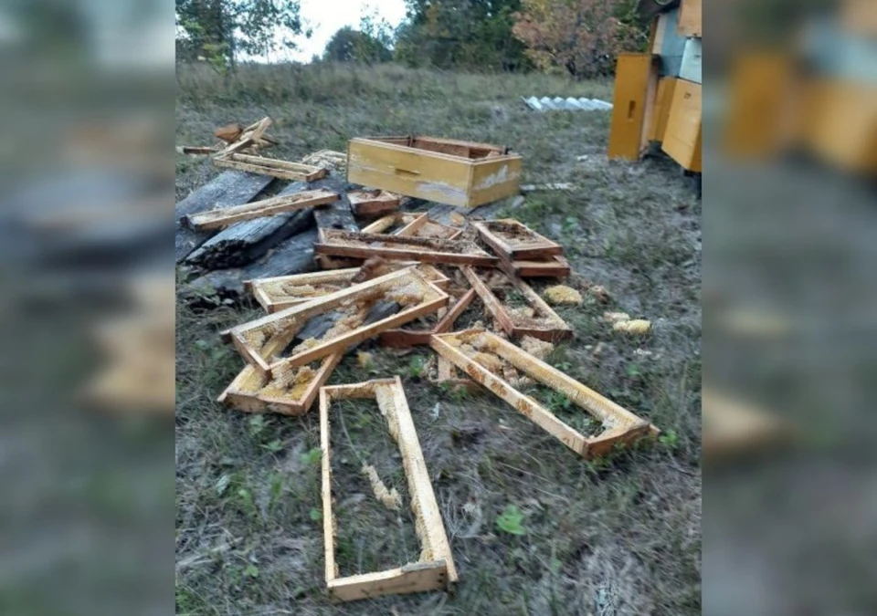 Сейчас медведи активно готовятся к спячке и набирают жировую массу. Фото: соцсети Гюзель Насыровой