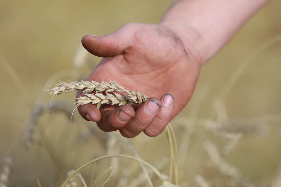 В Нижегородской области побили 30-летний рекорд по уборке зерна