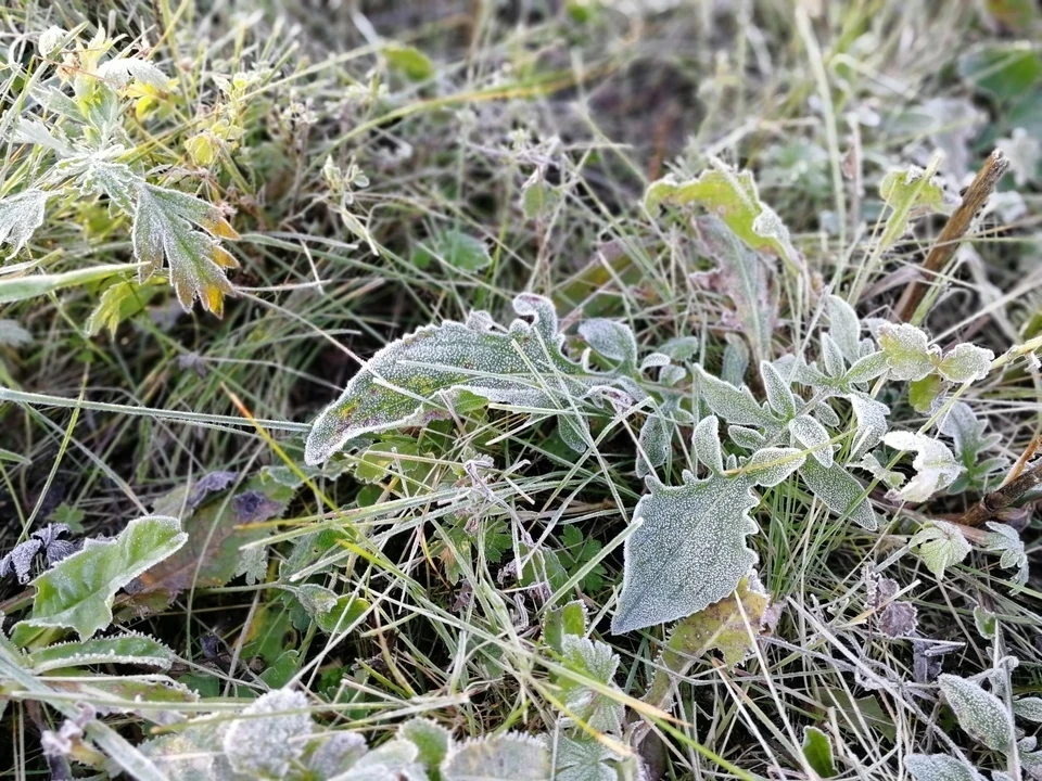 В Тверской области ожидаются первые осенние заморозки до -2 градусов