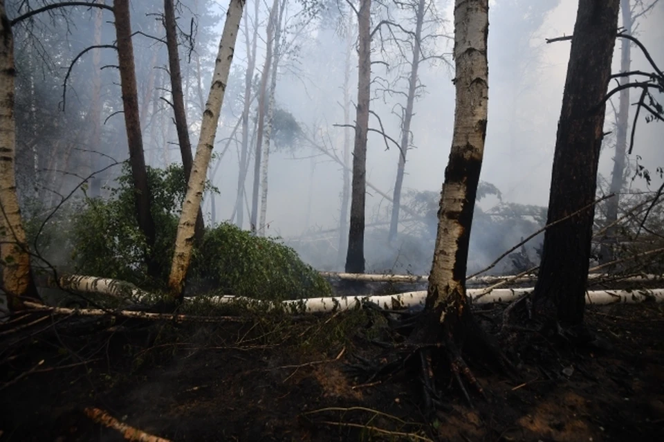 Запрет на помещение лесов отменили в Хабаровском крае