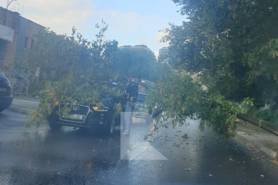Дерево упало на проезжающую Audi в Рязани. Фото: RZN LIFE.