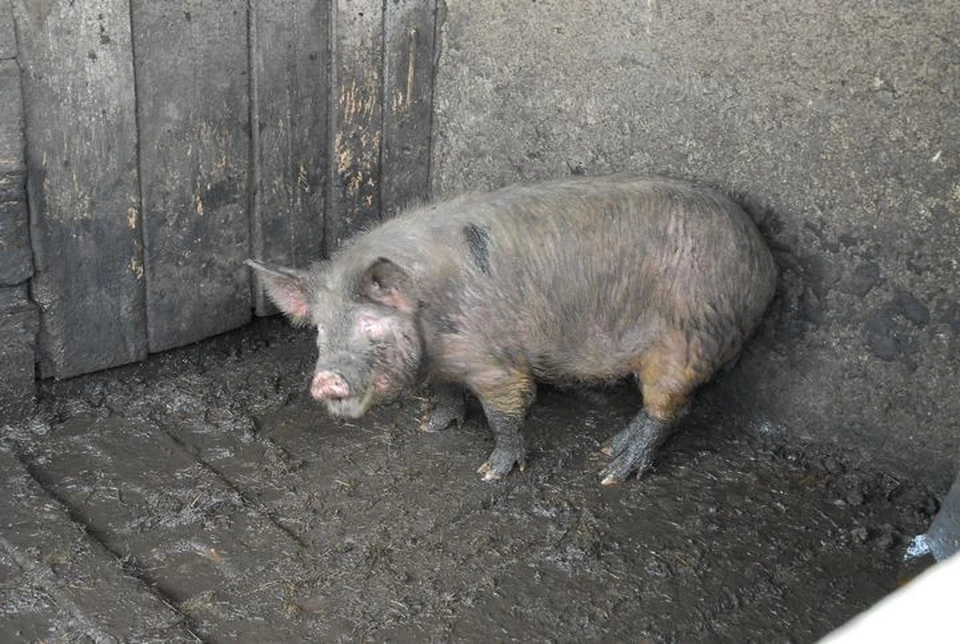 В Туле на оптовой базе обнаружили зараженную африканской чумой свинину