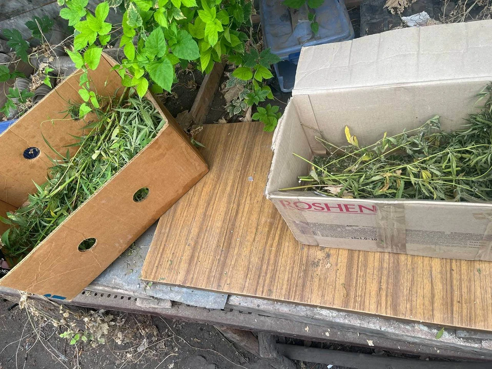 Полицейские обнаружили в доме 38-летнего мужчины две коробки с листьями конопли. ФОТО: тг-канал ГУ МВД России по Запорожской области
