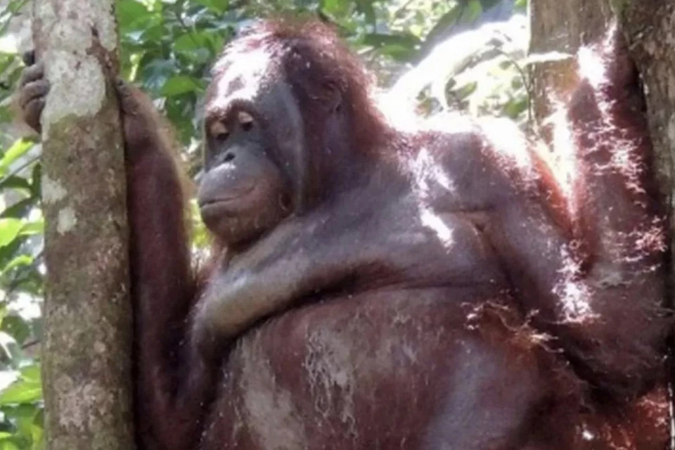 Зоозащитники спасли самку орангутанга из секс-рабства в Индонезии