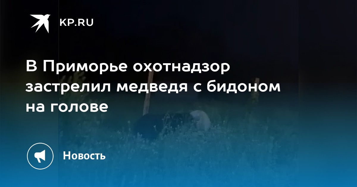 В Приморье охотнадзор застрелил медведя с бидоном на голове - KP.RU