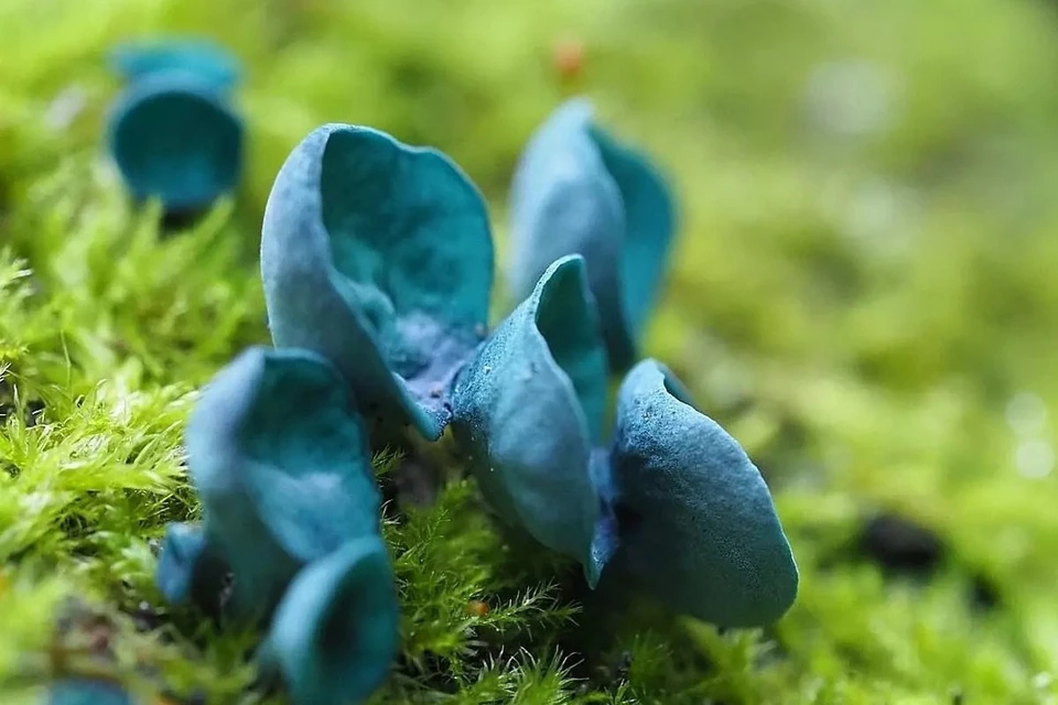 Хлороцибория сине-зеленоватая растет на упавших деревьях и окрашивает древесину в синий цвет. Фото Светланы Кулевой