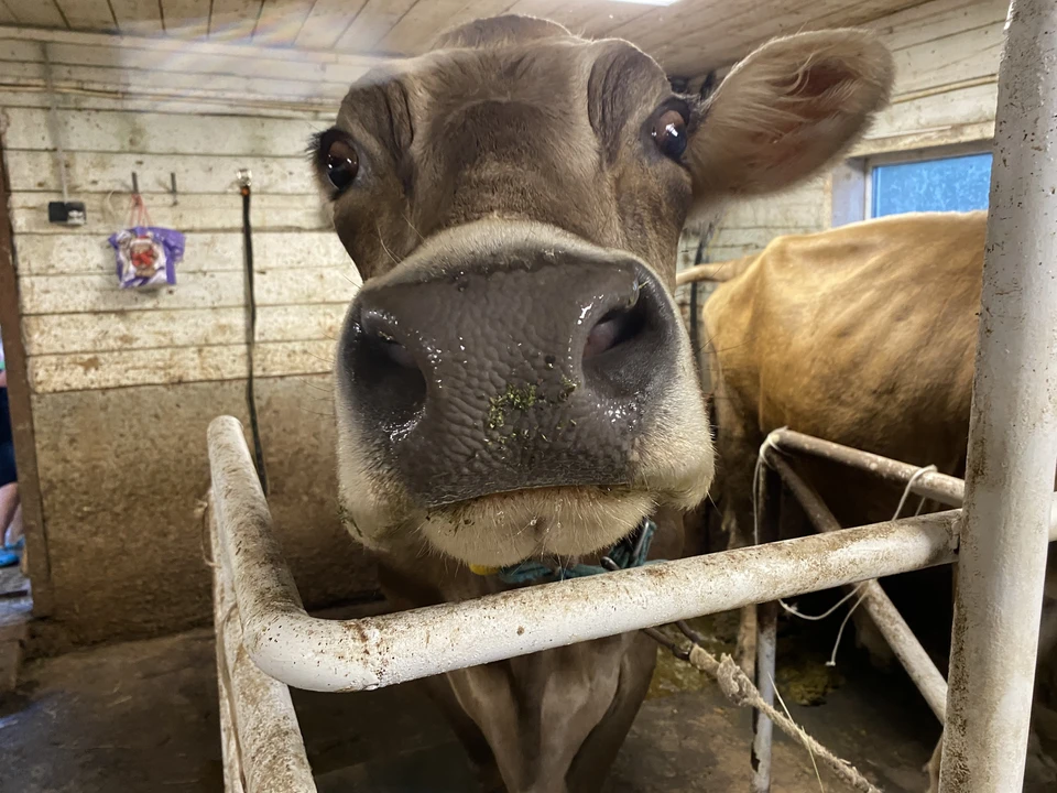 Открытие фермы повысит обеспеченность Томской области собственным молоком до 58%
