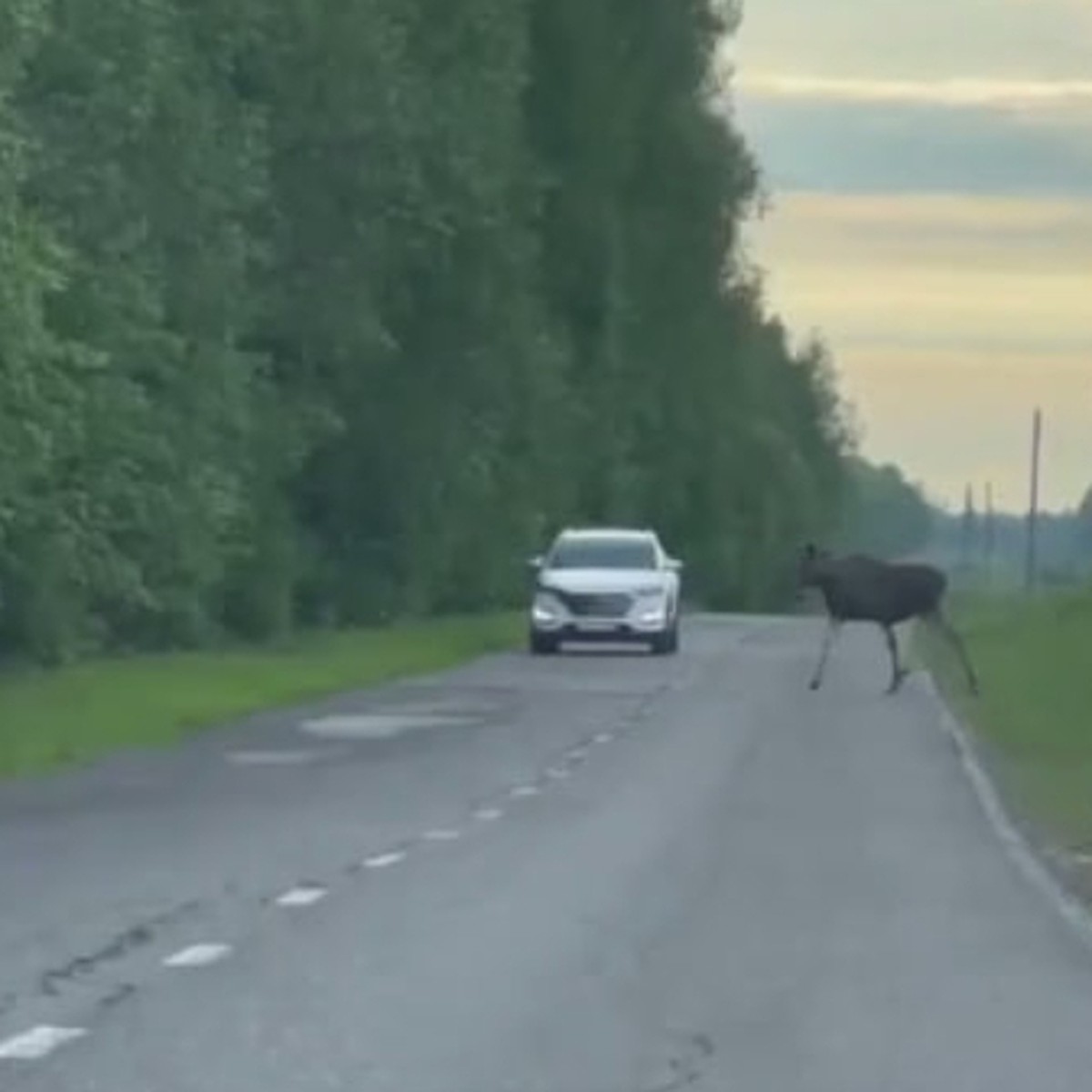 Автолюбители встретили семейство лосей на дороге в Сарове - KP.RU