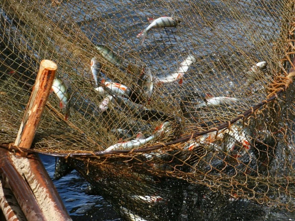 Нарушителей правил рыболовства могут привлечь к административной или уголовной ответственности. Фото: пресс-служба мэрии Якутска