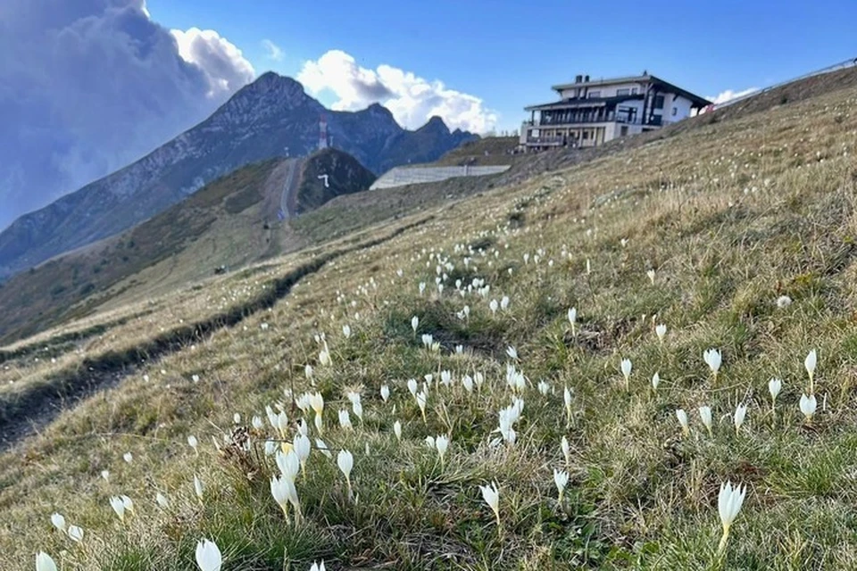 Горы Сочи покрылись нежными цветами. Фото: Борис Туниев