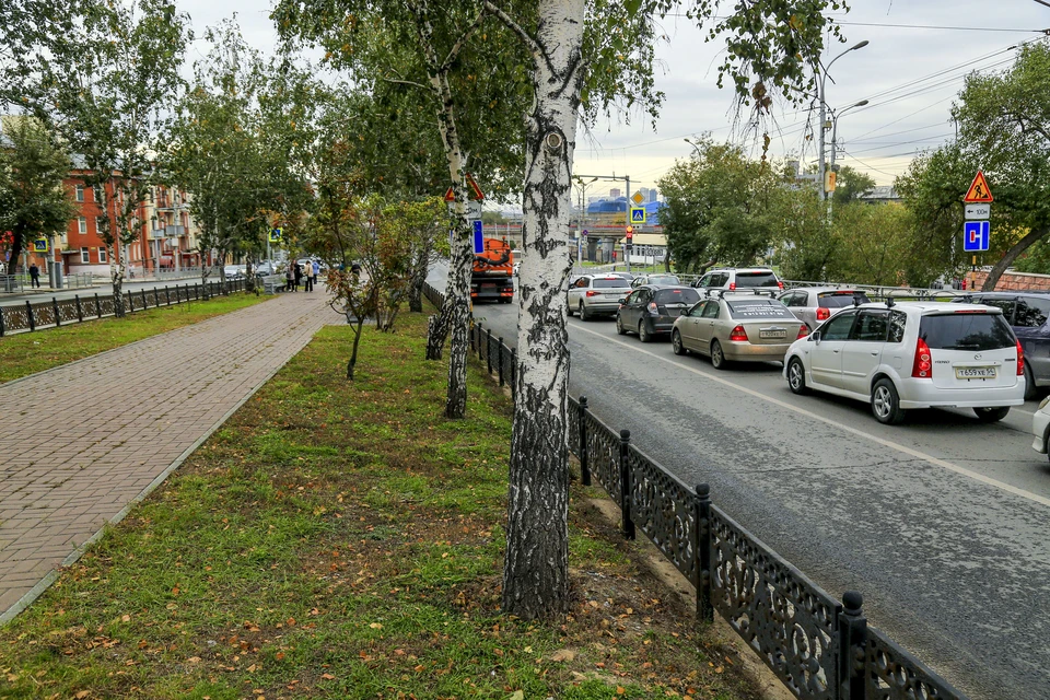 С 2 октября сотрудники МАУ «Горзеленхоз» начнут снос 15 аварийных берез. Фото: Мэрия Новосибирска