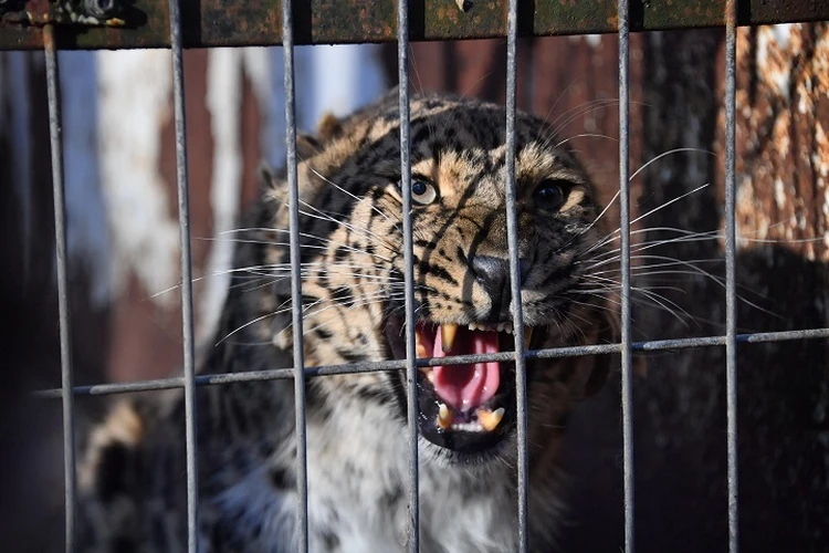 Не могут высоко прыгать и кидаются на людей: трех леопардов из зоопарка при кафе перевезли в Приморье