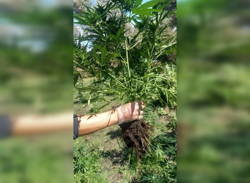 Фото: антинаркотическая комиссия Ставропольского края