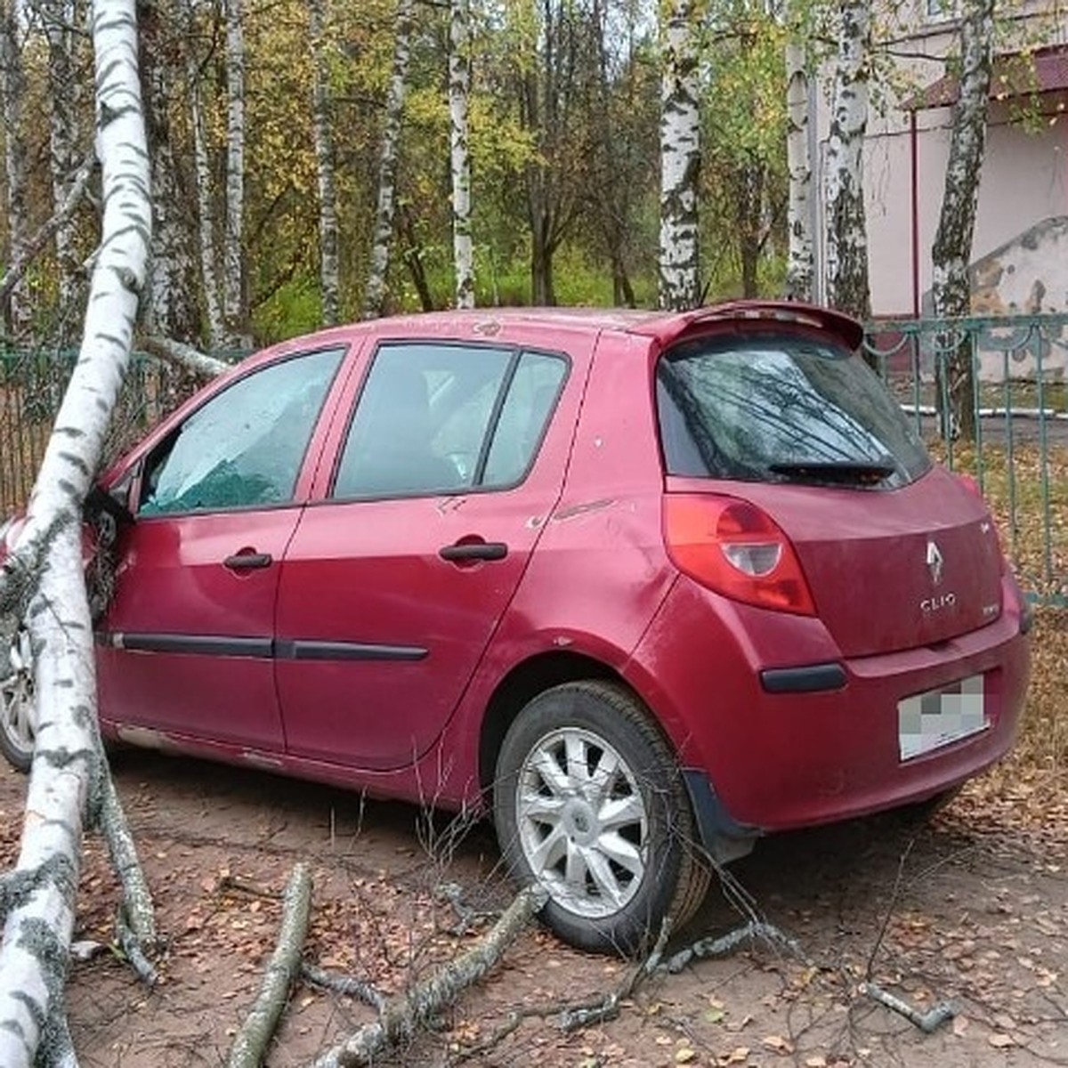 В Ярославле из-за сильного ветра дерево упало на машину - KP.RU