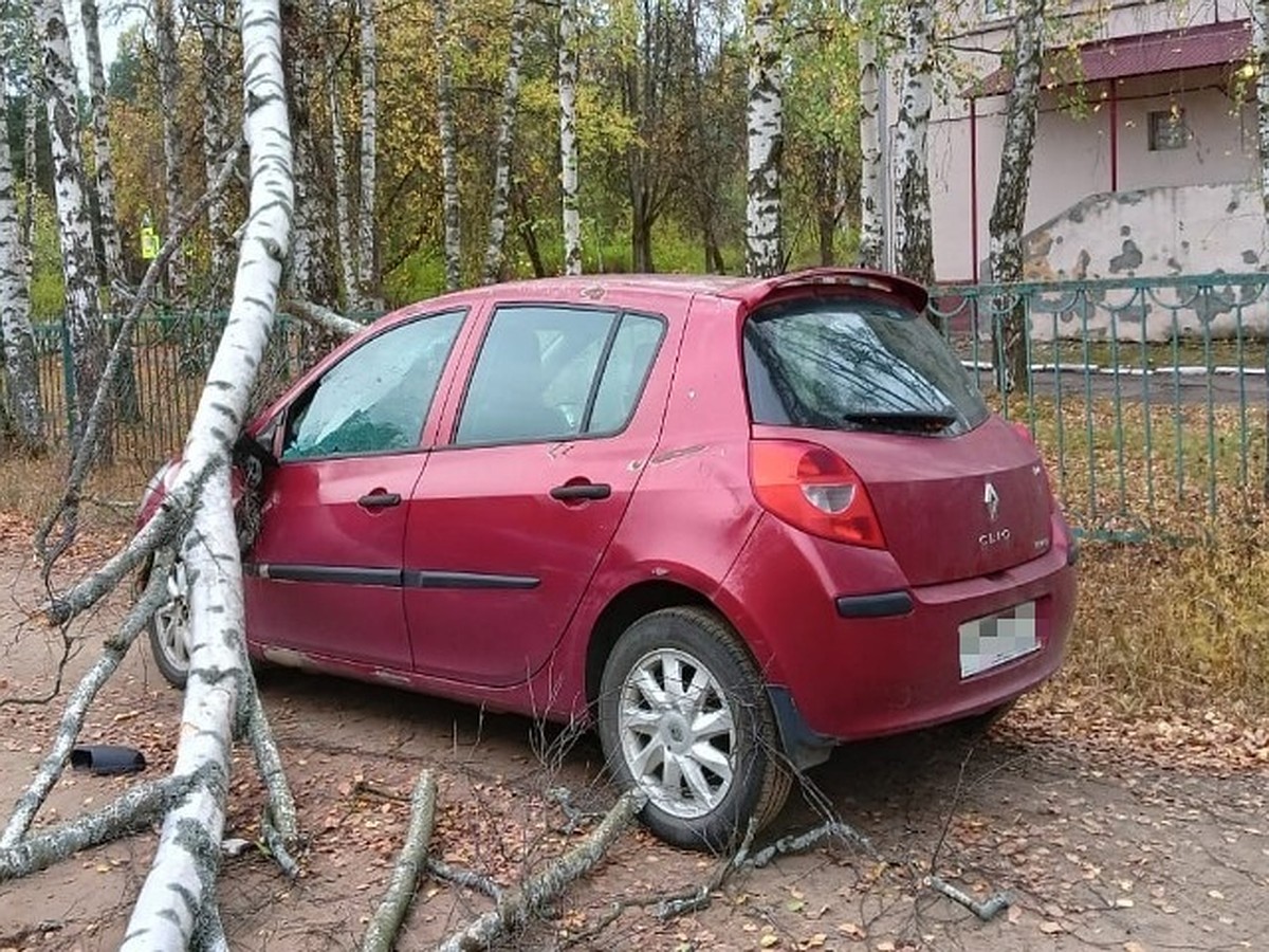 В Ярославле из-за сильного ветра дерево упало на машину - KP.RU