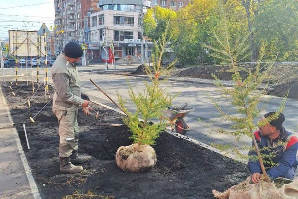 В Иркутске посадили более 150 деревьев