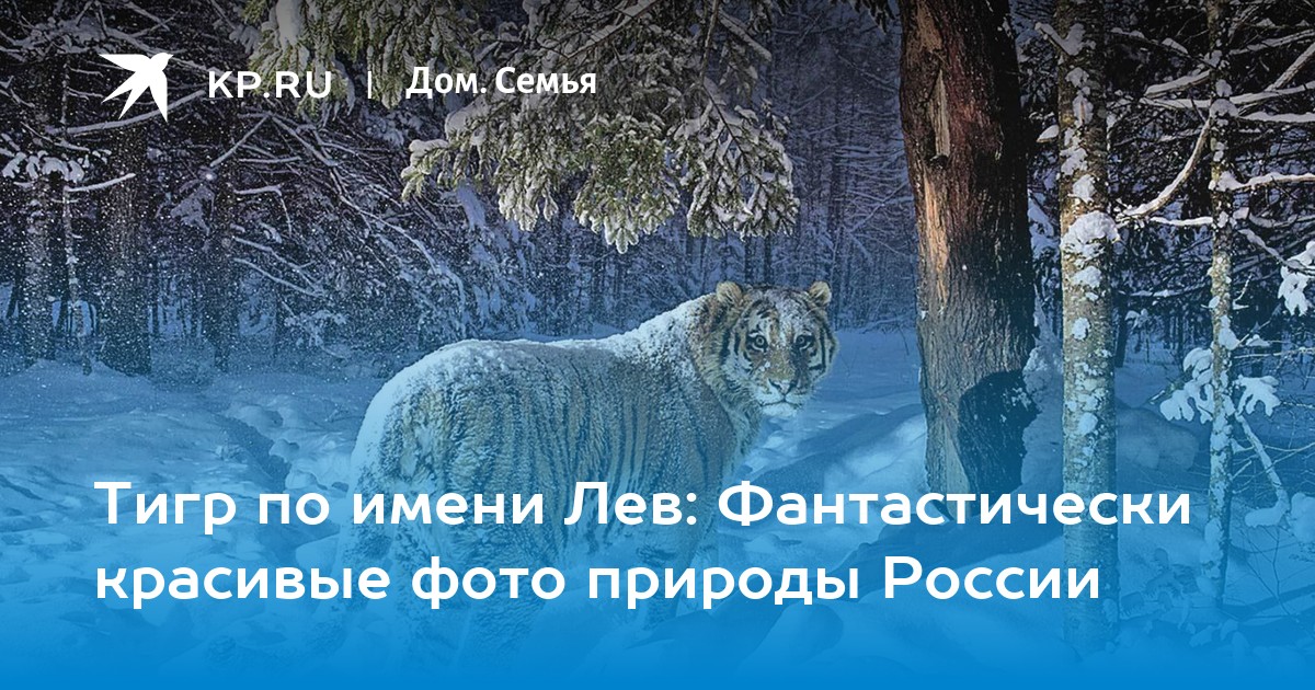 Тигр по имени Лев: Фантастически красивые фото природы России