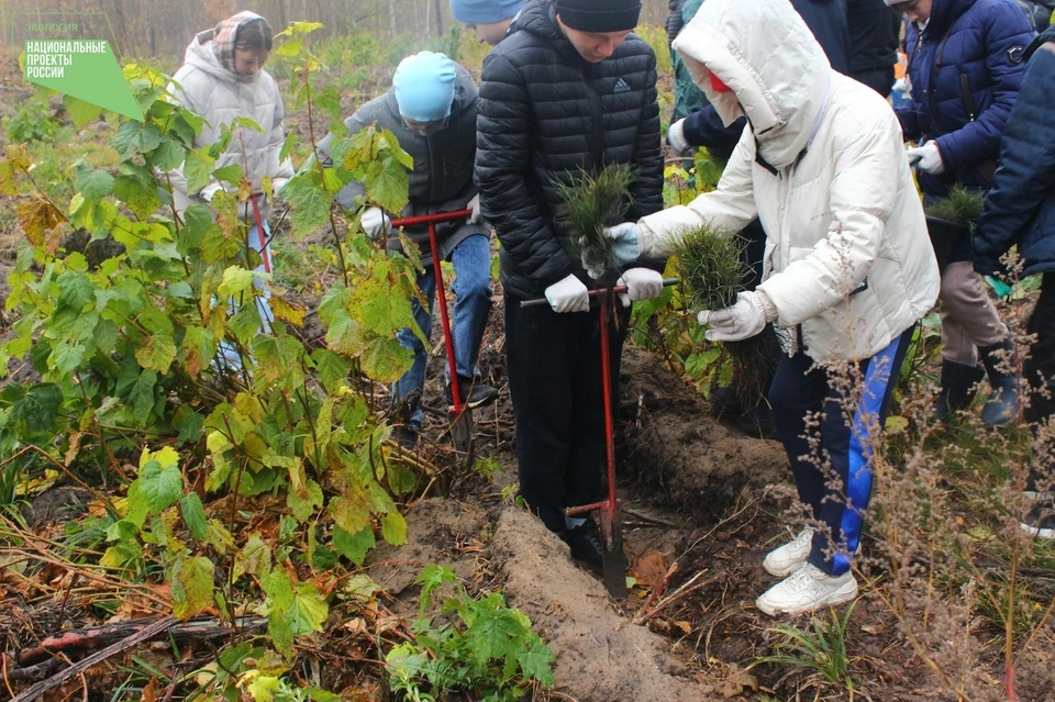 Молодую поросль посадили на территории Русско-Мелекесского лесничества. ФОТО: минприроды УО