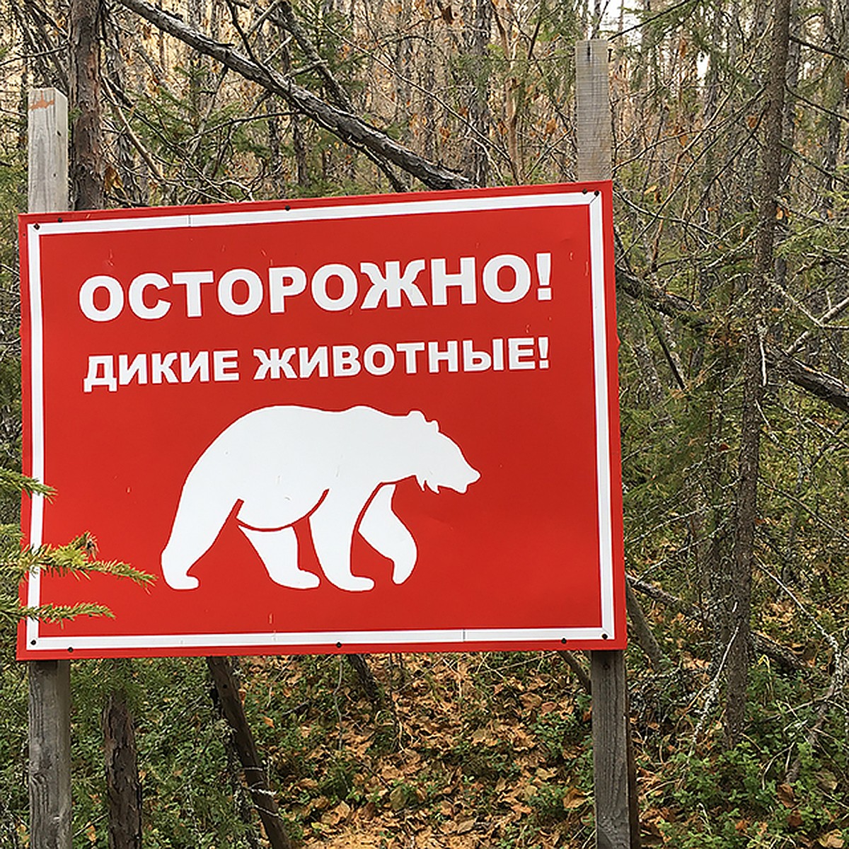 Скоро отправится спать. В фотоловушку Кандалакшского заповедника попал  медведь - KP.RU