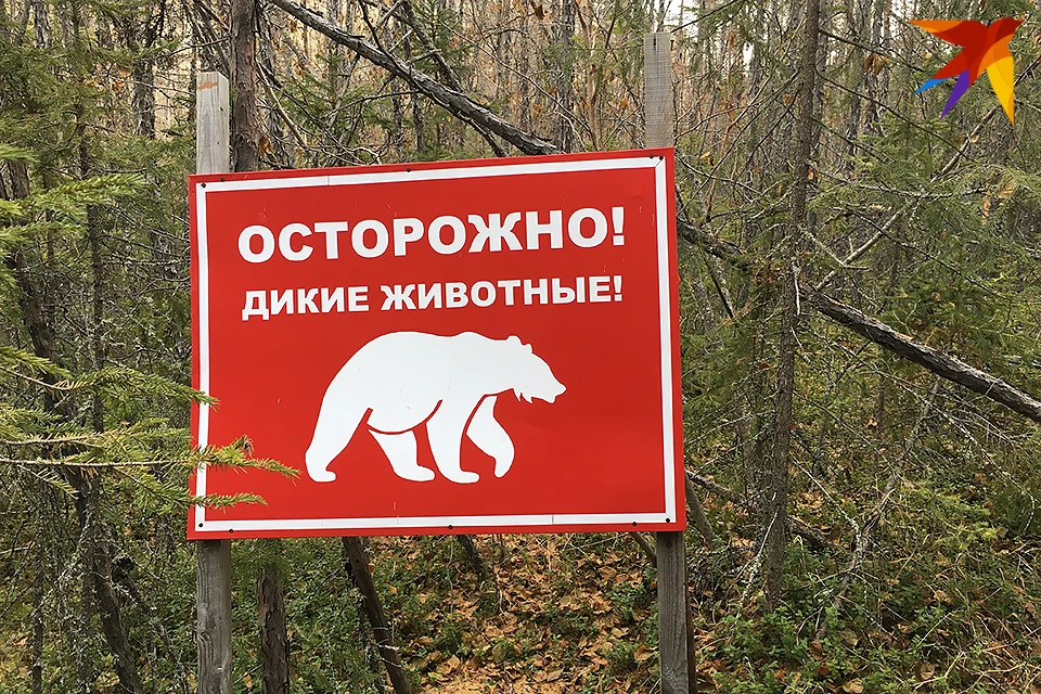 Погода навевает сон не только людям, но и медведям, которые скоро отправятся в зимнюю спячку.