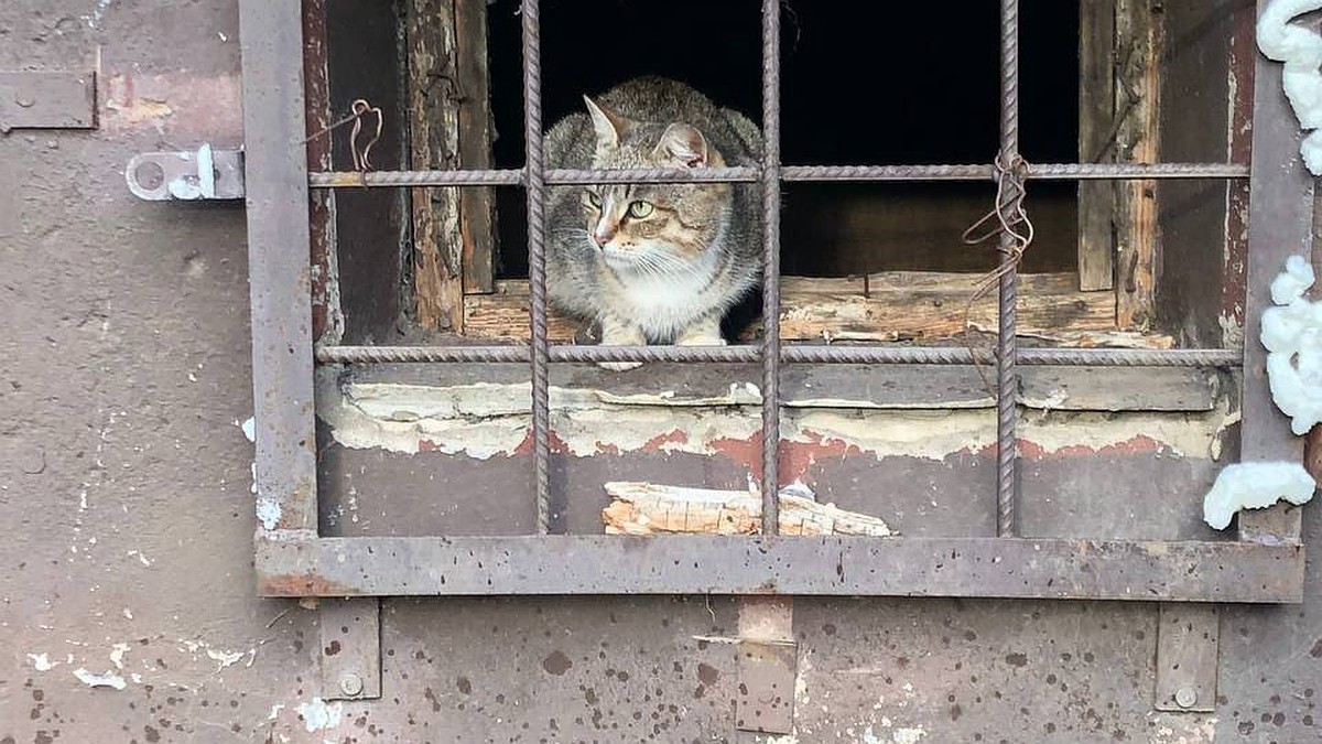 А мы не обязаны их отлавливать»: в Костроме управляющая компания фактически  призналась в замуровывании кошек в подвалах - KP.RU