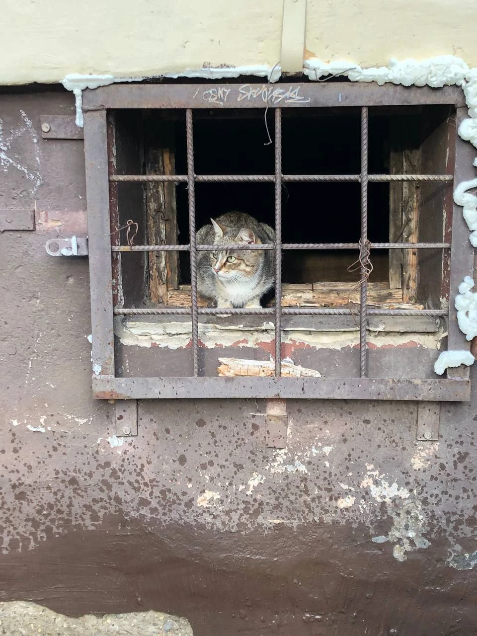 А мы не обязаны их отлавливать»: в Костроме управляющая компания фактически  призналась в замуровывании кошек в подвалах - KP.RU