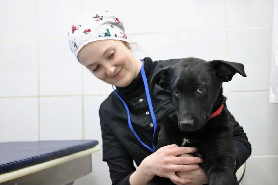 Пять молодых ветеринарных специалистов Иркутской области получили единовременное денежное пособие из областного бюджета.