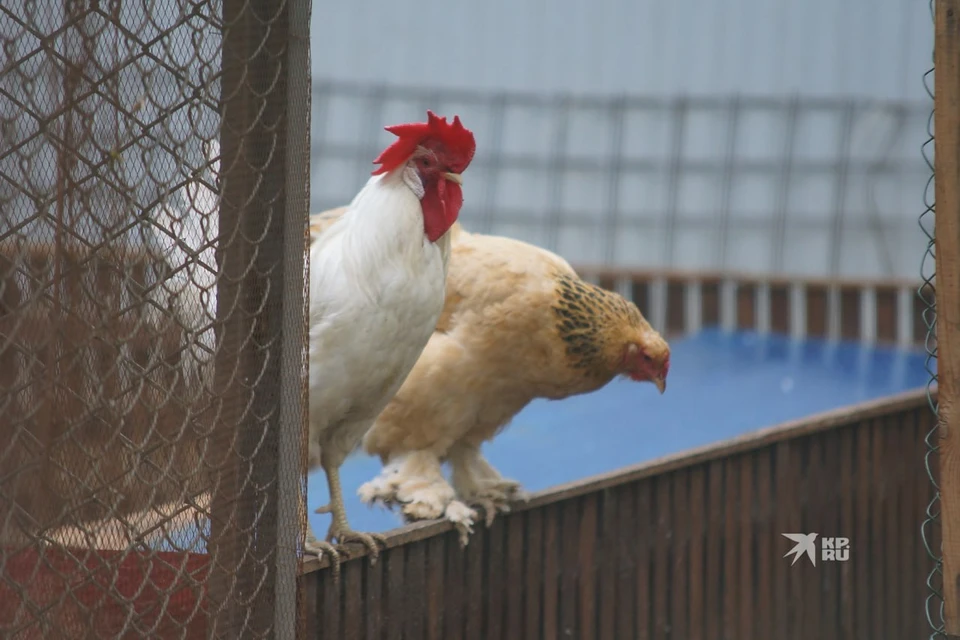 Одна из уральских птицефабрик снизила цены на мясо птицы на 2,5%