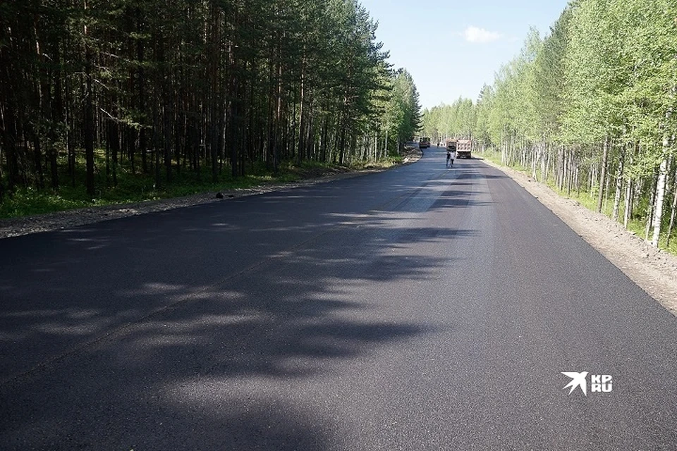 Дикие животные нередко выбегают на свет фар под колеса автомобилей