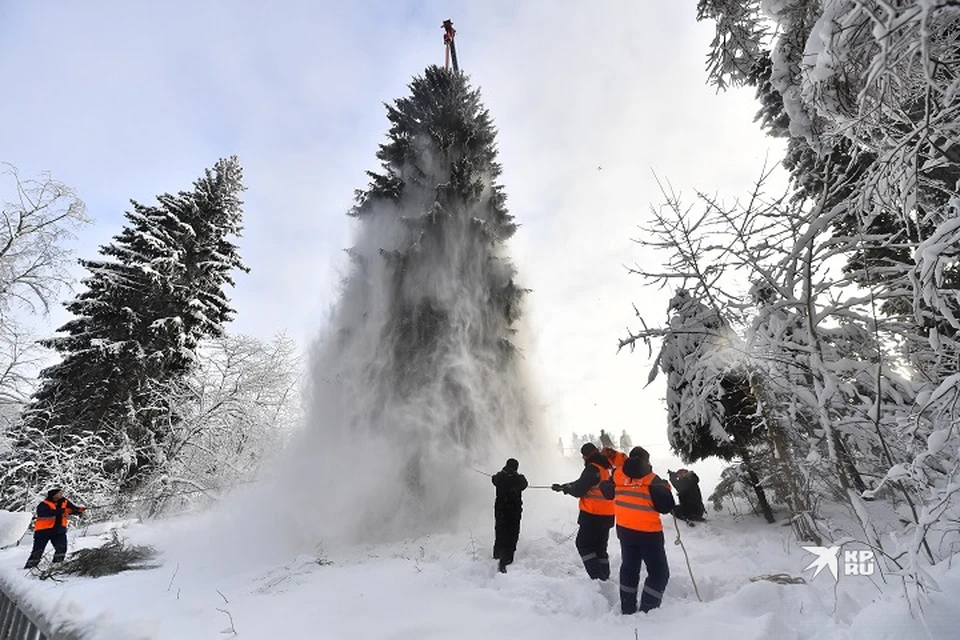 Все елки будут живыми