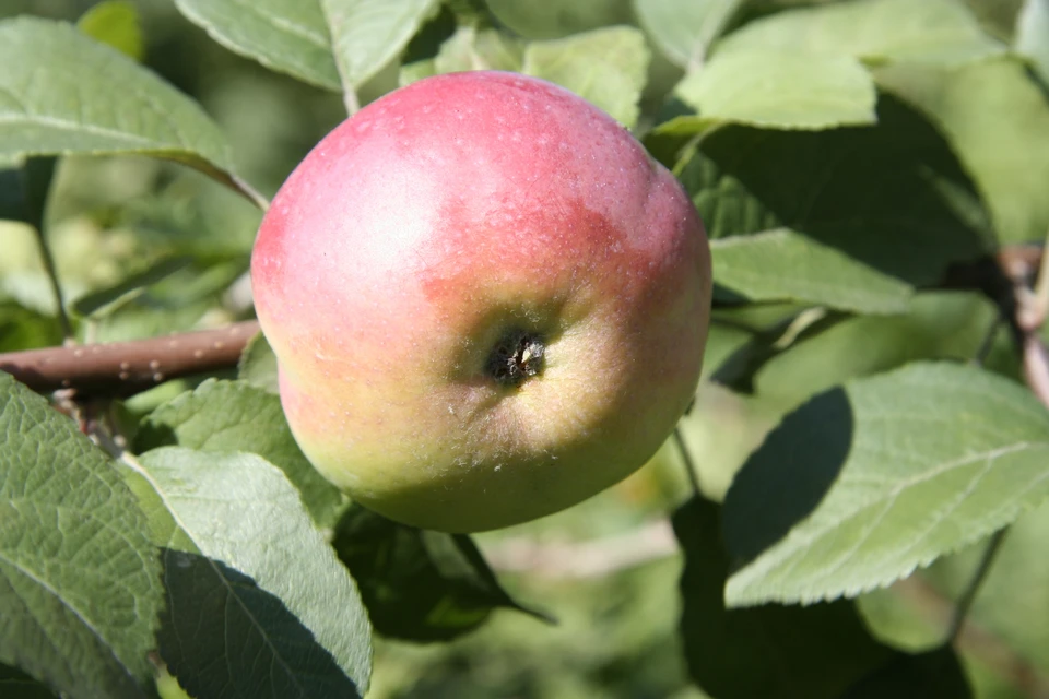 В кожуре яблок много полезных веществ