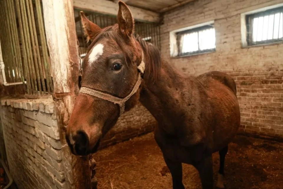 По словам представителя Барнаульского ипподрома, лошадей привезли в разном состоянии