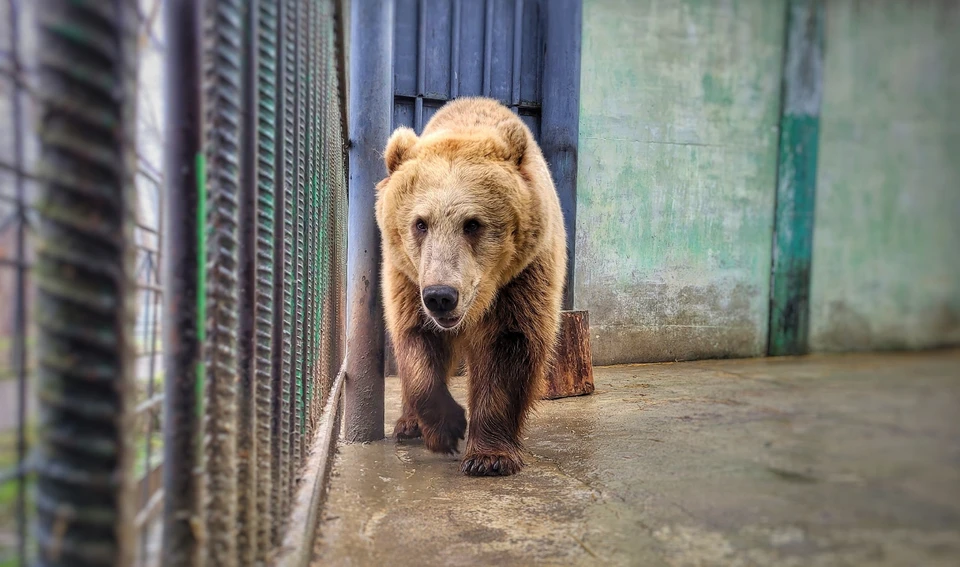 Фото: Большереченский зоопарк