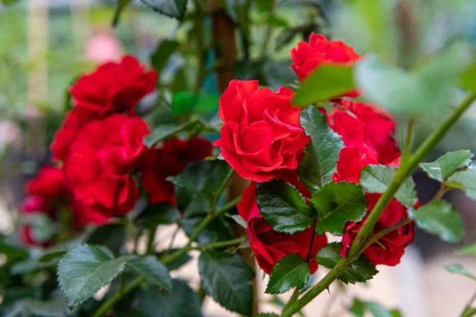 Более трех тысяч роз из Узбекистана сожгли в Иркутске из-за опасного насекомого
