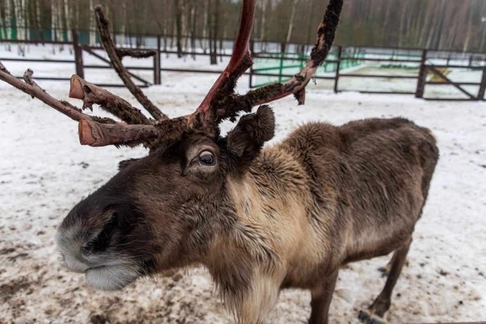 В заповеднике Крыма олень набросился на дразнивших его туристов